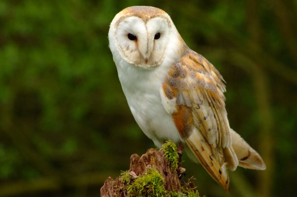 Barn Owl On A Stump